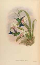 Timolia lerchi